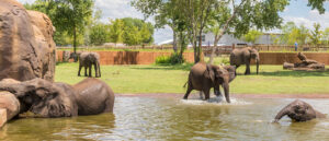 GLMV-Elephant-Exhibit-Sedwick-County-Zoo-Designer