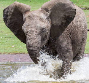 ELEPHANTS-OF-THE-ZAMBEZI-RIVER-VALLEY-ARCHITECTS