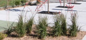 GLMV-Landscape-Design-Wichita-Transit