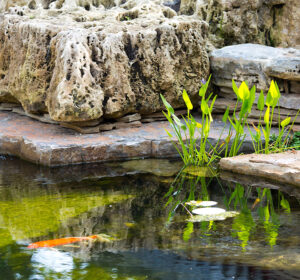 Chinese Friendship Garden, Botanica, GLMV Architecture