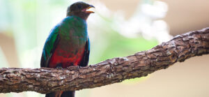 Sedgwick County Zoo Tropics Building, GLMV Architecture