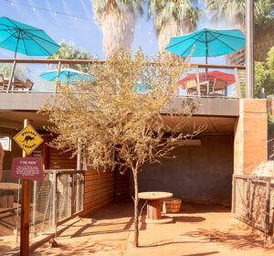 dinning area above a habitat in australian adventures
