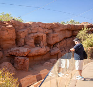 guest looking at australian adventures exhibit