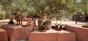 a group of wallabies eating together