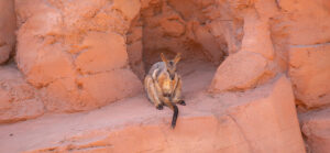 a single wallaby sitting on rock wall