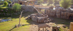 Sprawling four-acre, multi-species habitat including two black rhinos