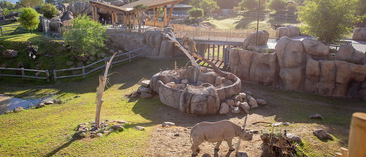 Living Desert Zoo And Gardens | Rhino Savanna