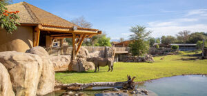 black rhino grazing near guest pavilion