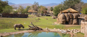 black rhino grazing near watering pond