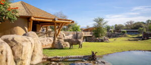 black rhino grazing near guest pavilion