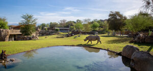 black rhino walking near watering pond