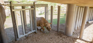 black rhino crossing under guest walkway into extended exhibit