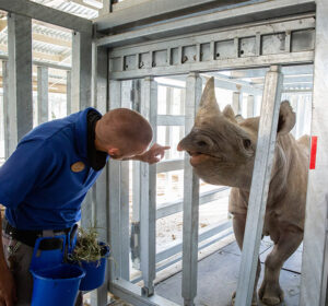 zookeeper examining black rhino in the nutrition center