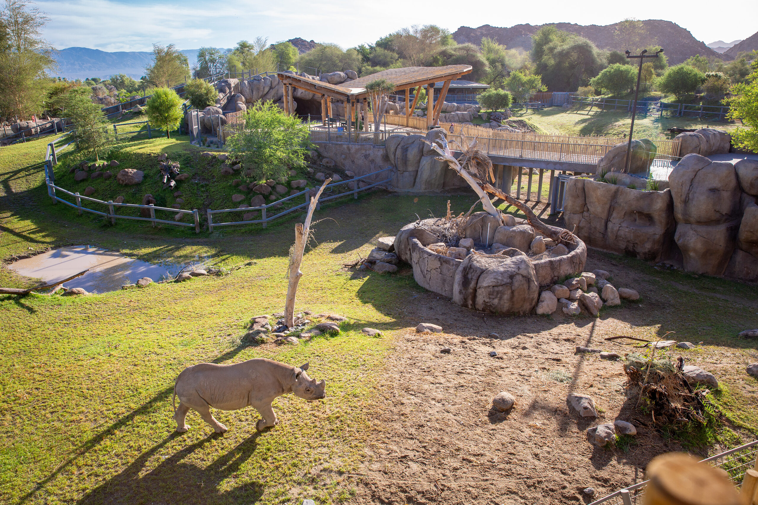 Rhinos Savanna at The Living Desert Gardens and Zoo