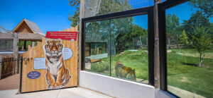 another viewing area for tigers in expedition asia