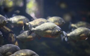 Piranhas