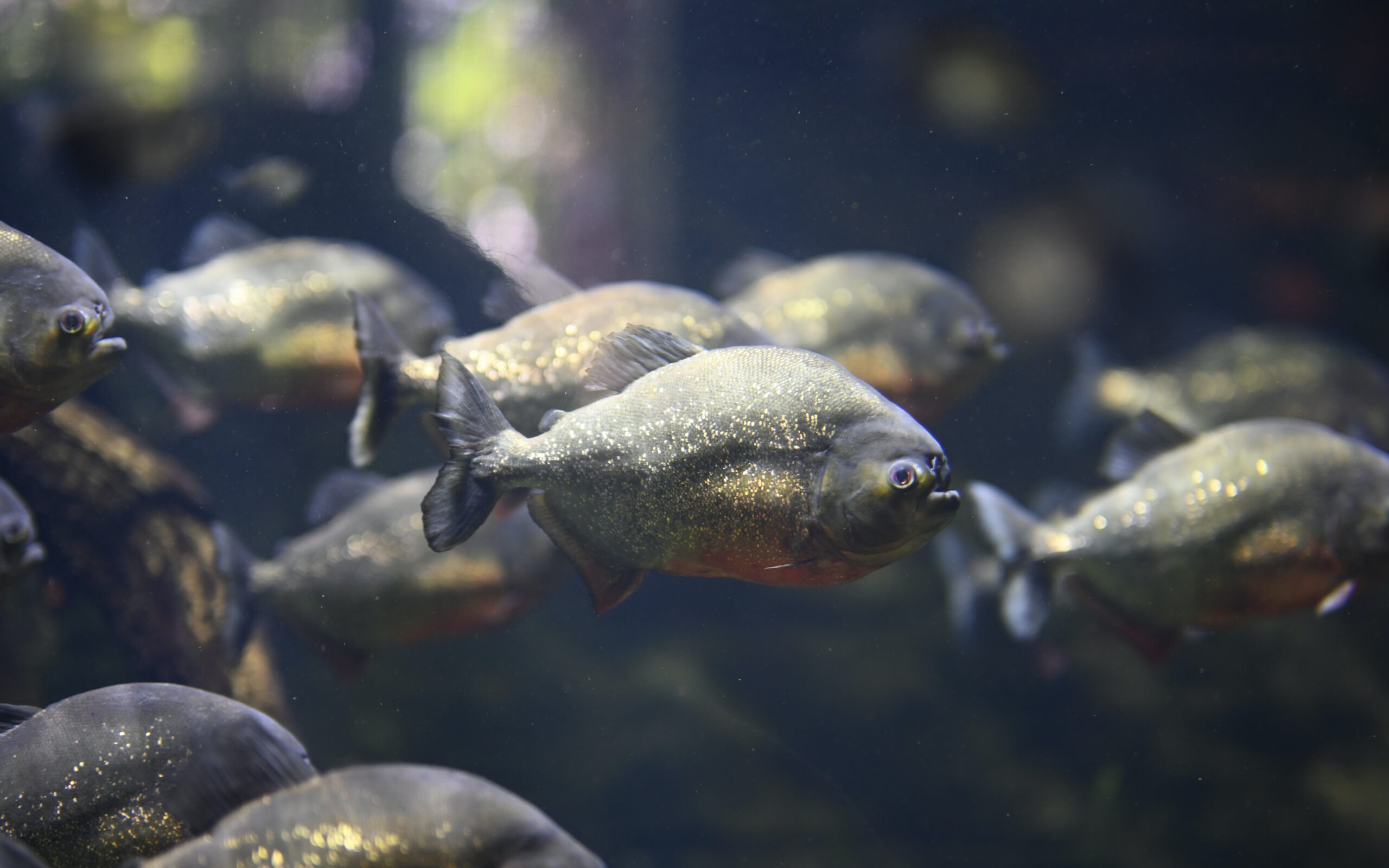 Piranhas